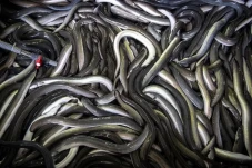 Di Jepang Harga Ikan...