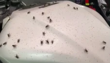 Serbuan Lalat dari TPA...