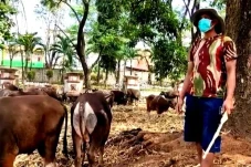 Populasi Sapi di Gowa...