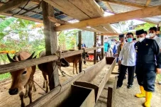 Populasi Sapi Tertinggi...