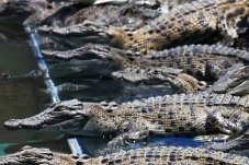 Danau yang Banyak Buaya...