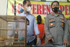 Kepergok Curi Burung,...