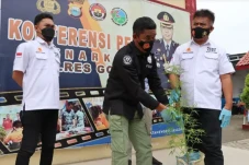 Tanaman Ganja yang Ditemukan...