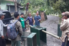 Macan Tutul Gemparkan...
