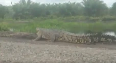 Penampakan Buaya 5 Meter...