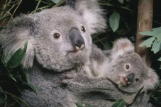 Bikin Khawatir, Koala...
