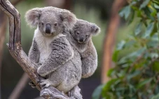 Fakta Ini! Dorong Australia...