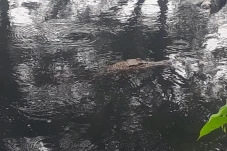 Ngeri! 3 Buaya Muncul...