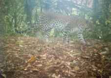 Penampakan Macan Tutul...