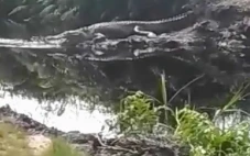 Geger Penampakan Buaya...