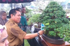 Ratusan Pohon Dipajang...