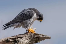 5 Burung yang Mampu...