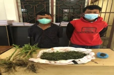 Tanam Ganja di Sela-sela...