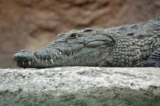 Buaya Tertua di Dunia,...