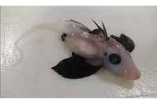 Langka, Bayi Hiu Hantu...