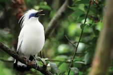 4 Burung yang Hampir...