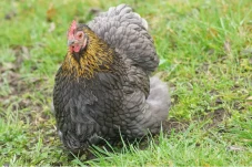 Ini Ayam Terbesar di...