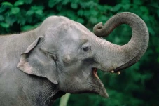 7 Fakta Gading Gajah,...