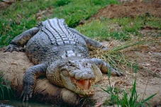 Buaya Air Asin: Reptil...