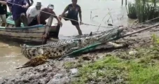 Penampakan Buaya 4 Meter...