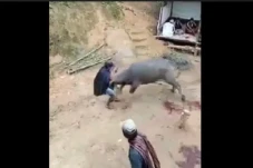 Kerbau Ngamuk dan Menyeruduk...