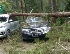 Pohon Pinus Tiba-tiba...