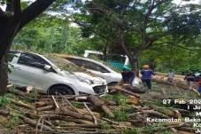 Pohon Tumbang Timpa...