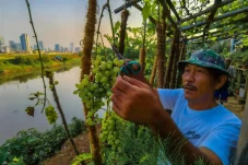 Budidayakan Anggur,...