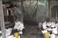 Harga Daging Sapi Melangit,...