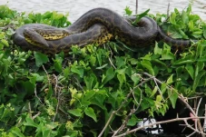 Ini 4 Jenis Anaconda...