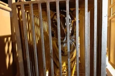 Singa dan Harimau Ikut...