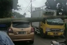 Pohon Tumbang di Tangsel,...