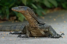 Alat Reproduksi Reptil...