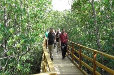 Mangrove Terluas di...