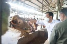 Daging Sapi Lokal Siap...
