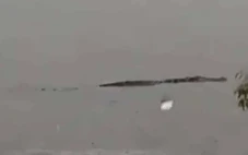Penampakan Buaya 4 Meter...