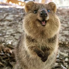 15 Fakta Quokka Hewan...