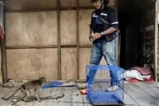 Serang dan Lukai Pemiliknya,...