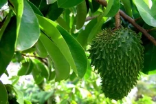5 Efek Samping Daun...