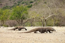 Fakta Unik Pulau Komodo,...