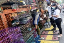 Pasar Burung Barito...