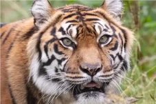 Leanne, Harimau Sumatera...