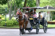Jokowi Naik Delman Bareng...