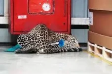Macan Tutul Berkeliaran...
