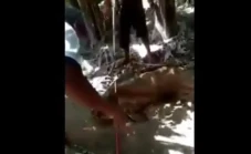 Heboh! Ikan Tapah Raksasa...