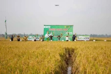 Penggunaan Pupuk Organik...
