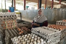Harga Telur di Pasar...