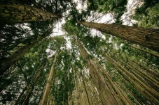 Hutan Bantu Kurangi...