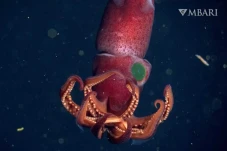 Cumi-cumi Imut Ini Punya...