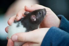 Tikus Sering Jadi Hewan...
